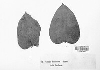Puccinia smilacis image